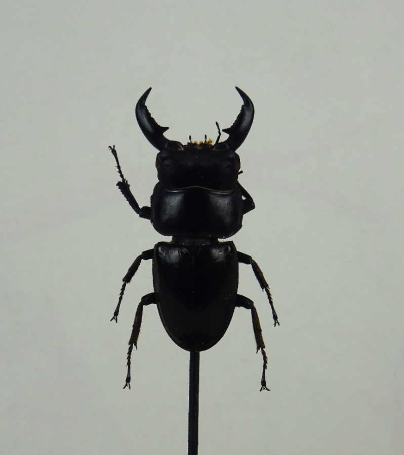 Group of three Beetle Specimens under Glass Domes with Ebonised Bases